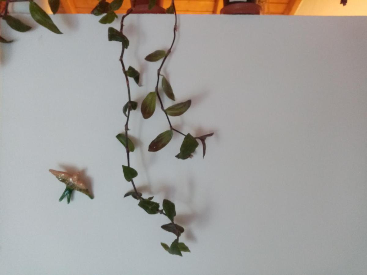הוילה Marvão Terrafazbem מראה חיצוני תמונה